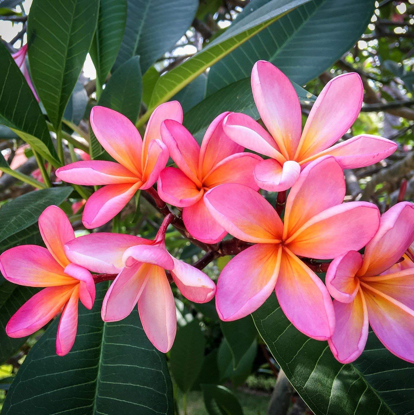 Amazon.com : Plumeria 'Rainbow' (1 Pack) - Rooted Live Starter